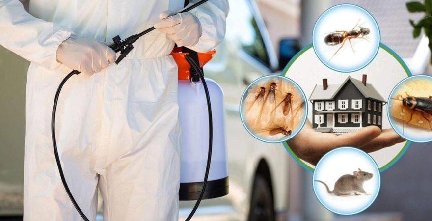 Çamlıdere Böcek İlaçlama